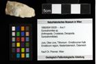 Foto (Objekt + Etiketten) von Goniodromites sp. 